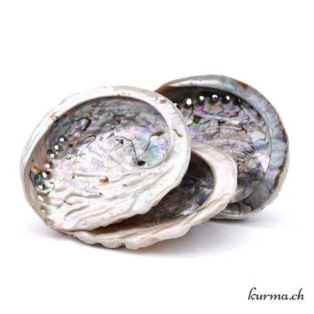 Abalone XL (coquille d'Ormeau)